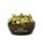 Cardamom in der Schale ganz 100 g
