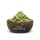 Estragon gerebelt 10 g