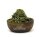 Kerbel gerebelt 100 g