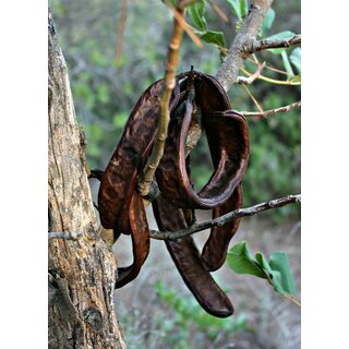 Johannisbrot ganz getrocknet 500 g