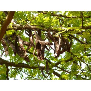 Johannisbrot ganz getrocknet 500 g