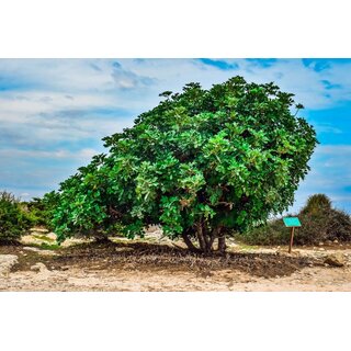 Johannisbrot ganz getrocknet 500 g