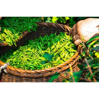 Grner Tee Sencha Grntee 100 g 