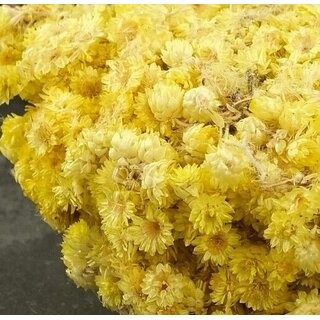 Altinotu, Altin otu, Strohblume, Helichrysum arenarium 10 g