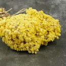 Altinotu, Altin otu, Strohblume, Helichrysum arenarium 10 g