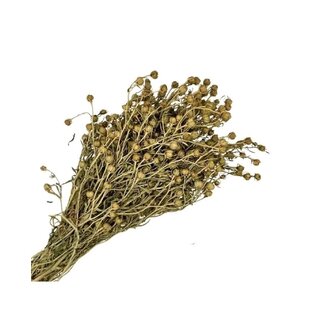 �ZERLIK OTU Steppenraute B�ndel Peganum Harmala 100 g 