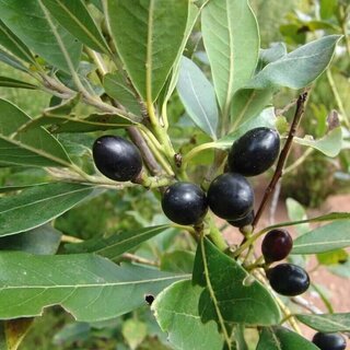 Lorbeer Samen 25 g Defne Tohumu