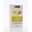 Ingwer l 30 ml ( Ginger Oil ) Zingiber Officinale